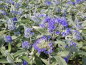 Preview: Caryopteris clandonensis Heavenly Blue